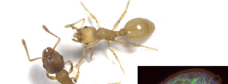 Mainzer Forscher entdecken Bandwurm in Ameisen als Jungbrunnen