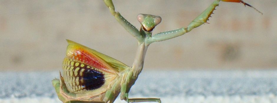 Seltene Gottesanbeterin in Mainz gesichtet