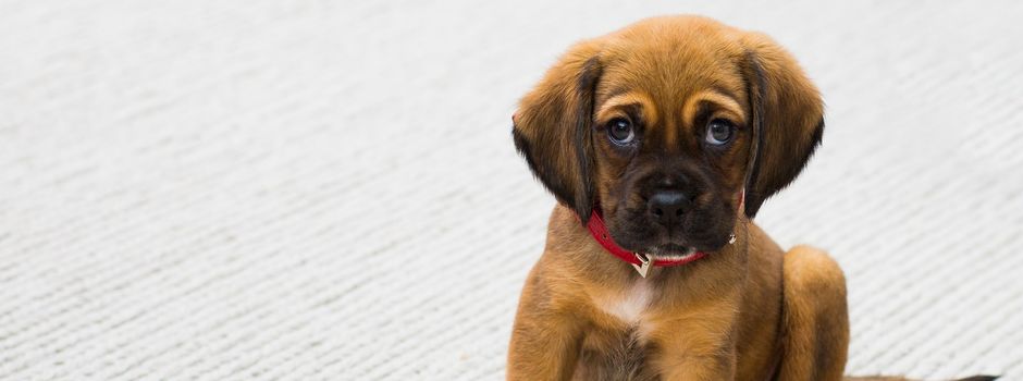 Verunreinigungen durch Hundekot