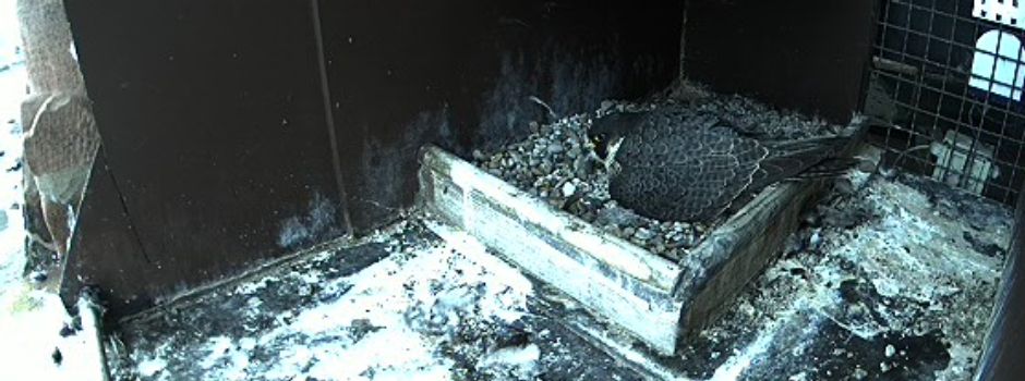 Wanderfalken im Wormser Dom erwarten Nachwuchs