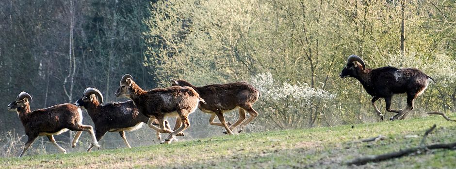 Wildpark Westerwald in Gackenbach öffnet am 3. Oktober wieder – das erwartet Besucher jetzt