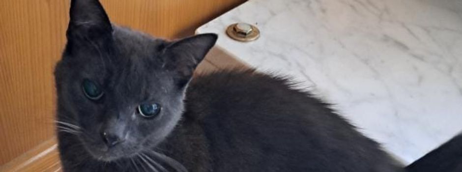 Katze Luna wird vermisst!