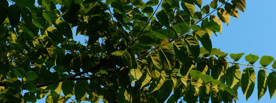 Warum die Stadt den invasiven Götterbaum in Mainzer Parks duldet