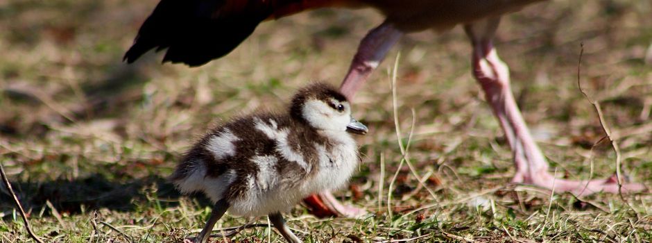 Ein Appell an die Bürgerinnen und Bürger der Ortsgemeinde