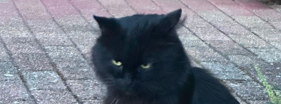 Kater sucht sein Zuhause