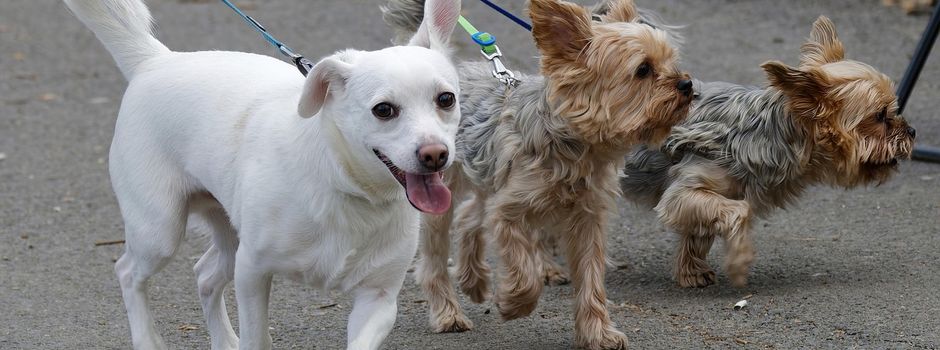Bitte Rücksicht nehmen: Hunde im Bereich der Waldkita anleinen