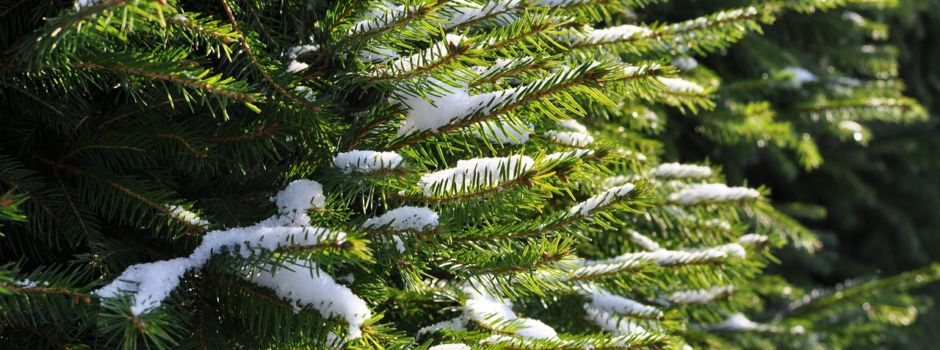 Strauchschnittplatz wieder geöffnet