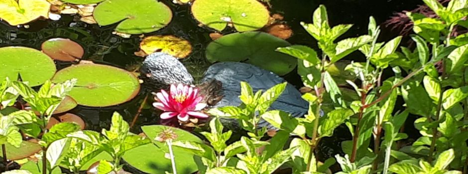 Ein besonderer Garten im Herzen von Gersbach