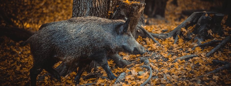 Landkreis Mainz-Bingen: Feste Zäune an der A60 gegen Schweinepest