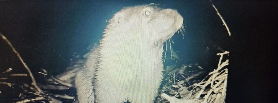 Erster Fischotter in Rheinland-Pfalz im Kreis Alzey-Worms entdeckt