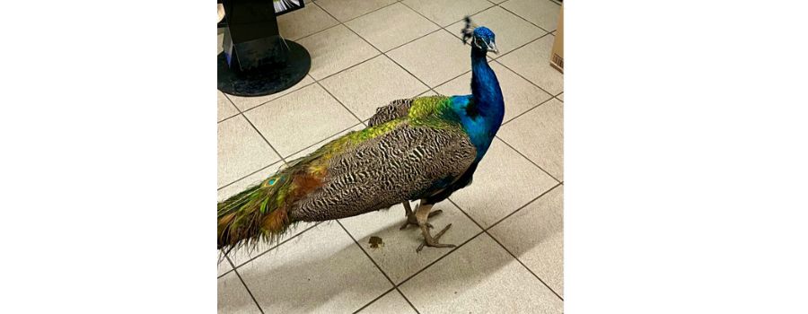 Pfau aus Wiesbaden landet in Mainzer Tierheim