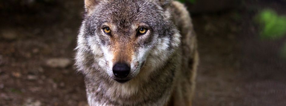 Wolf auf K 20 bei Limbach angefahren