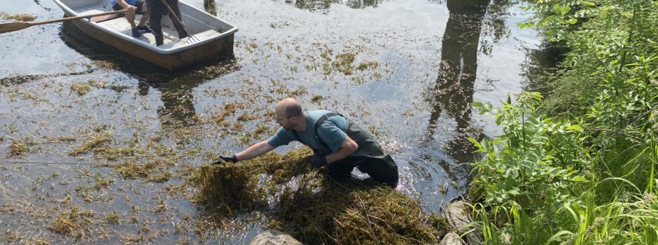 Angler kämpft erfolgreich gegen Wasserpflanzenwucher am Anger