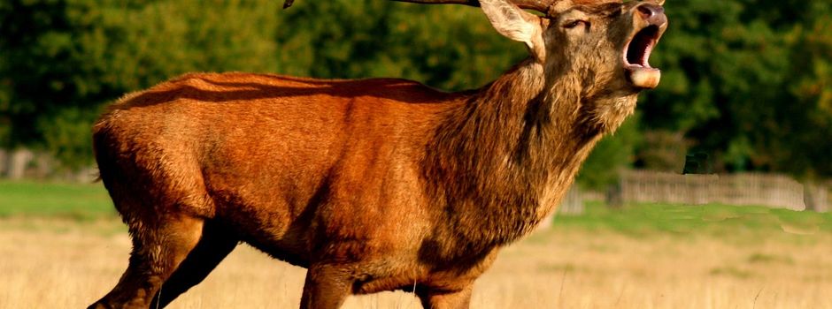 Einladung zur Jagdgenossenschaftsversammlung Abterode