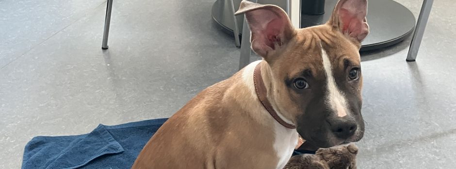 Welpe an Zaun neben Autobahn in Nieder-Olm gebunden