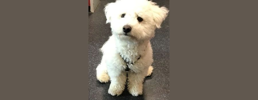 Besitzer von herrenlosem Hund gefunden