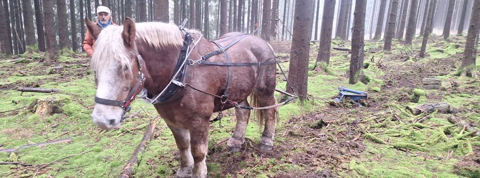 Rückepferd Cado pflügt im Schwollener Wald