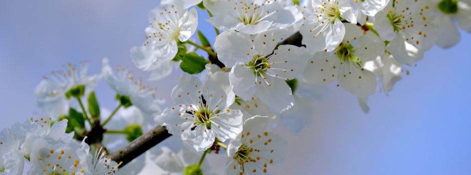 Der SPD Ortsverein lädt zur Jahrgangsbaumpflanzung ein
