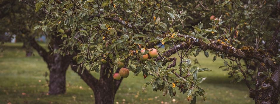 Kelterfest des Obst- und Gartenbauvereins Neuberg