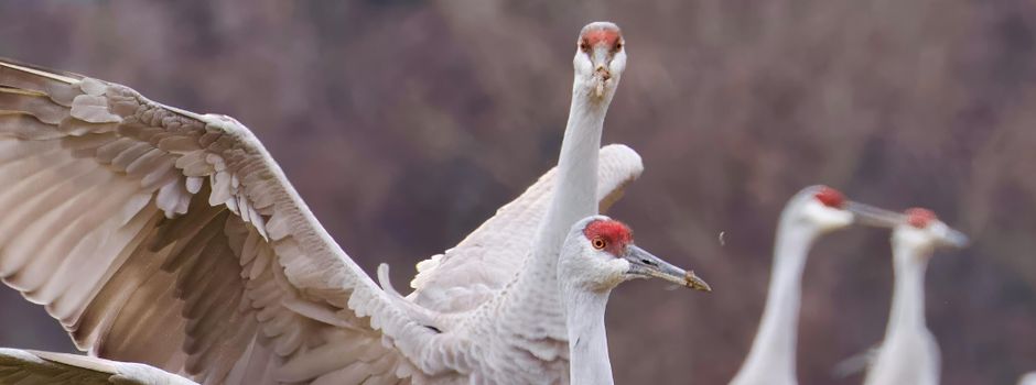 Schutz vor der Geflügelpest