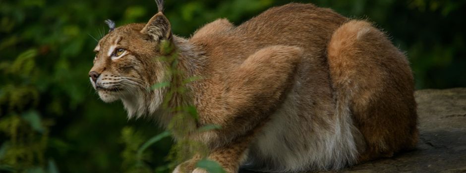 Biosphären-Guide-Tour: Heute bin ich mal ein Luchs