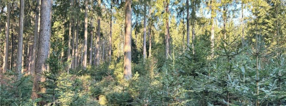 Einladung zum Waldbegang der WBV Illschwang-Birgland