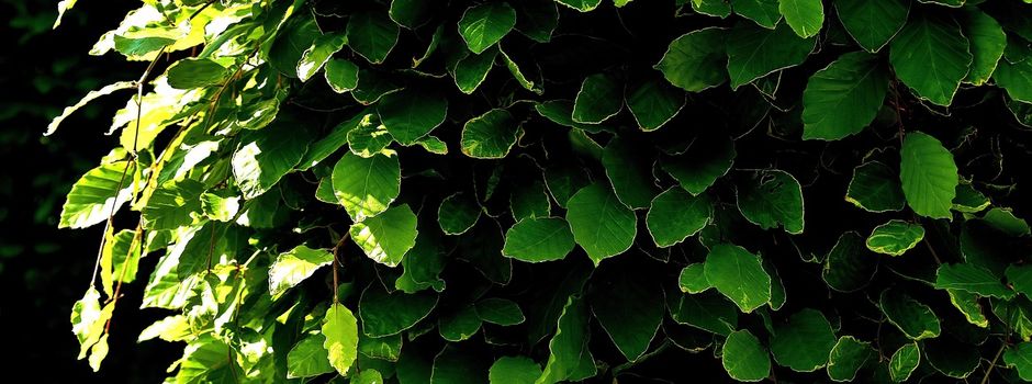 Hinweise zum Heckenschnitt