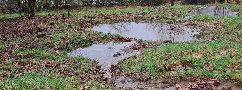 Neu angelegtes Feuchtbiotop