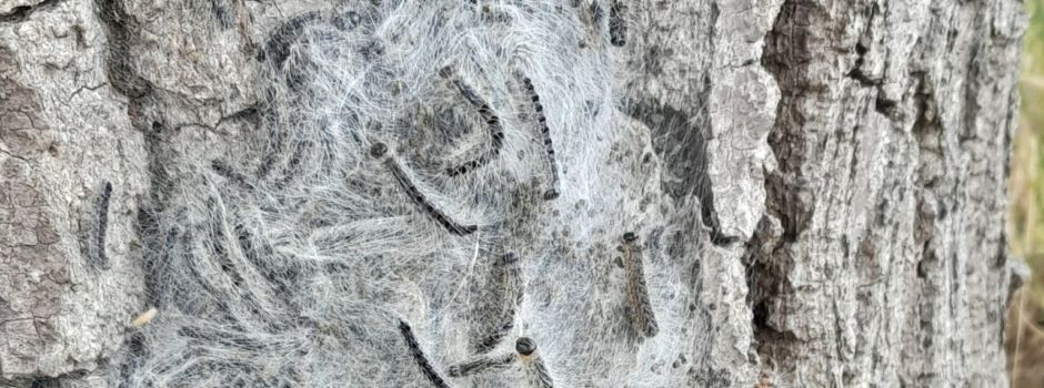 Warnung: Eichenprozessionsspinner