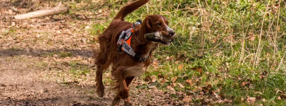 Alarm in Mayen-Koblenz: Wenn diese Hunde ausrücken, zählt jede Sekunde