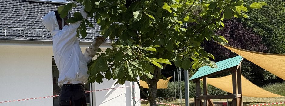Bienen werden umgesiedelt