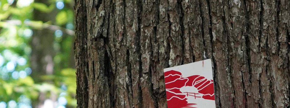 Felsenwald: Stadtmarketing sucht neuen Wegepaten für Premiumtour