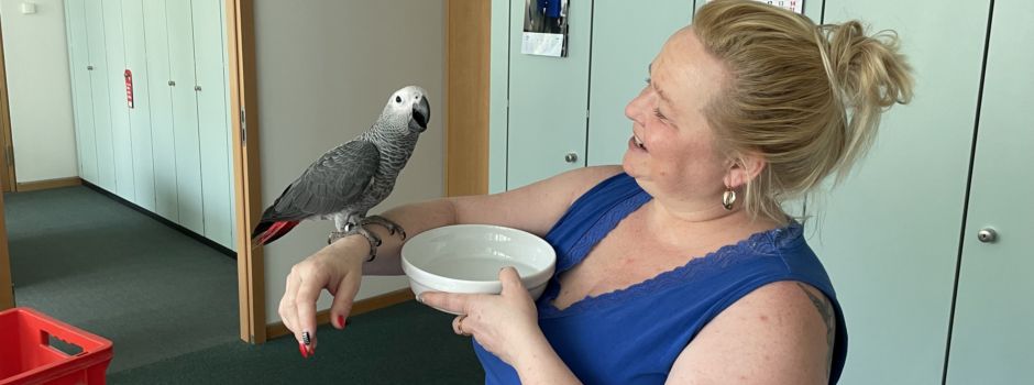 Papagei verirrt sich ins Mainzer Stadthaus