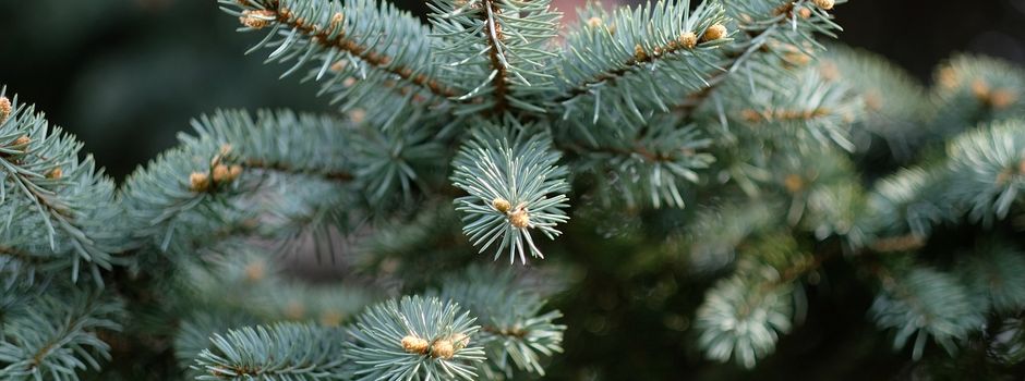 aha holt Weihnachtsbäume ab