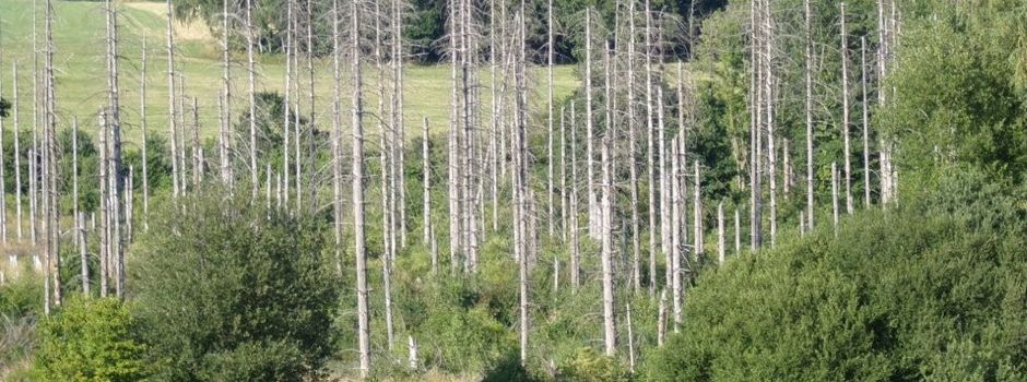 🌲 Mahnmale der jüngsten Vergangenheit