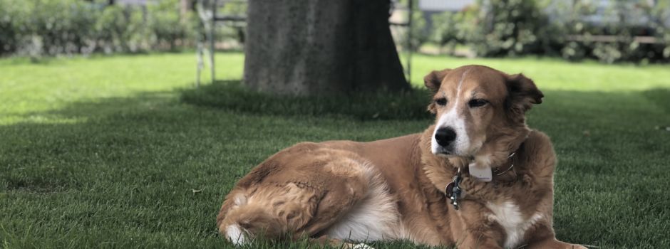 Giftköder in Niederkassel: neue App für Hundehalter