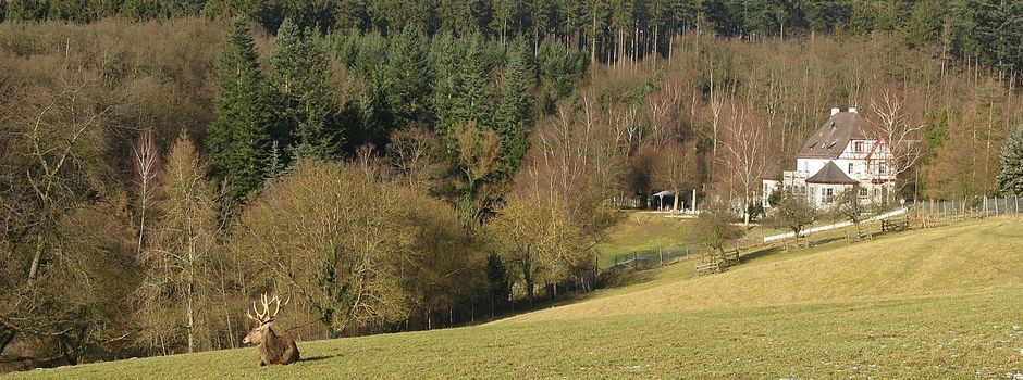 Wald-Öko-Station auf dem Koblenzer Remstecken wird zur Arena