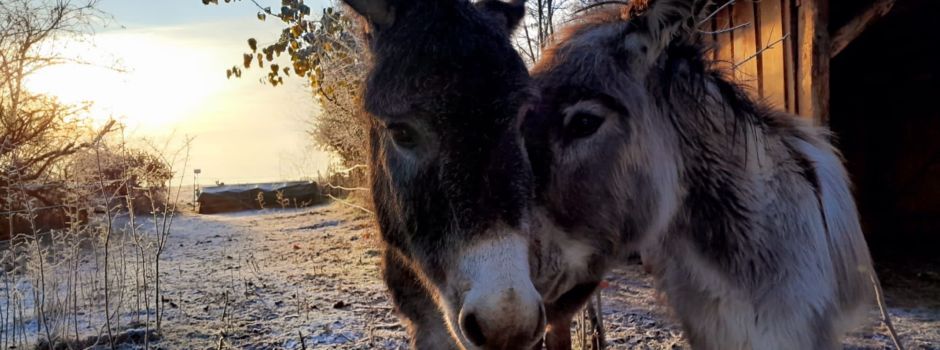Mit Eseln wandern im Ober-Olmer Wald