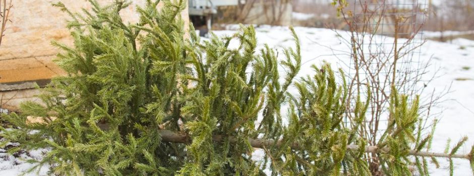 Koblenz: Alle Abfuhrtermine für Weihnachtsbäume im Überblick