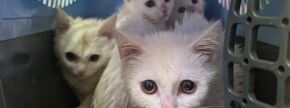 4 Kätzchen in Wiesbaden ausgesetzt – Belohnung für Täterhinweise