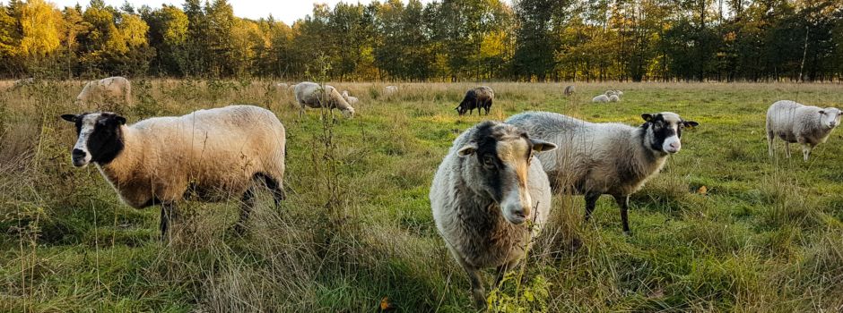 Solidarische Landwirtschaft: Weidenhof in Lünzen lädt zum Informationstag ein