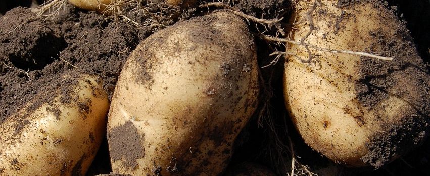 Kartoffelfest am Sylter Kartoffelmarkt 