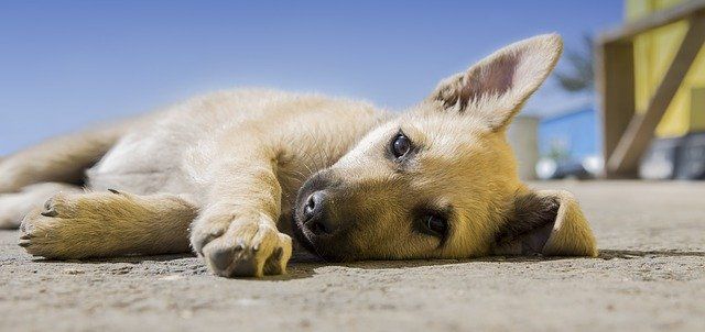Augsburger Studierende entwickeln Beinprothesen für Hunde