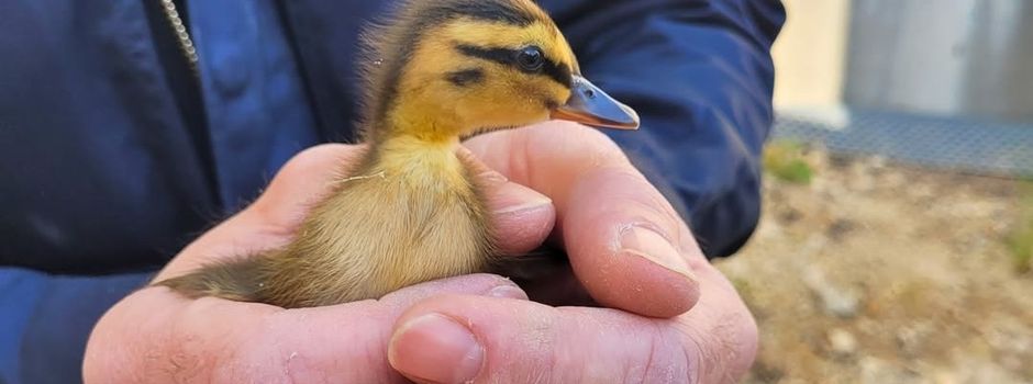 Feuerwehr Mainz rettet Entenfamilie nach Sturz in Gully