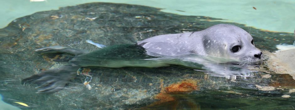 Nachwuchs im Augsburger Zoo – So süß!