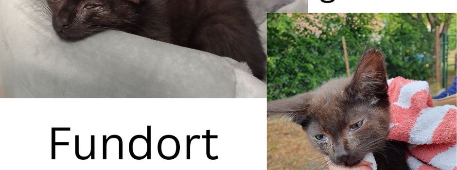 Fundkitten in Marnheim!