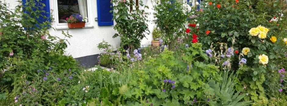 Pfaffenhütchen e. V. verschenkt Pflanzen an Bürger – um die heimische Natur zu fördern