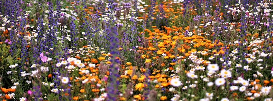 🌼 Jetzt seid ihr gefragt – stimmt für das schönste Blühwiesen-Foto ab! 🌼 
