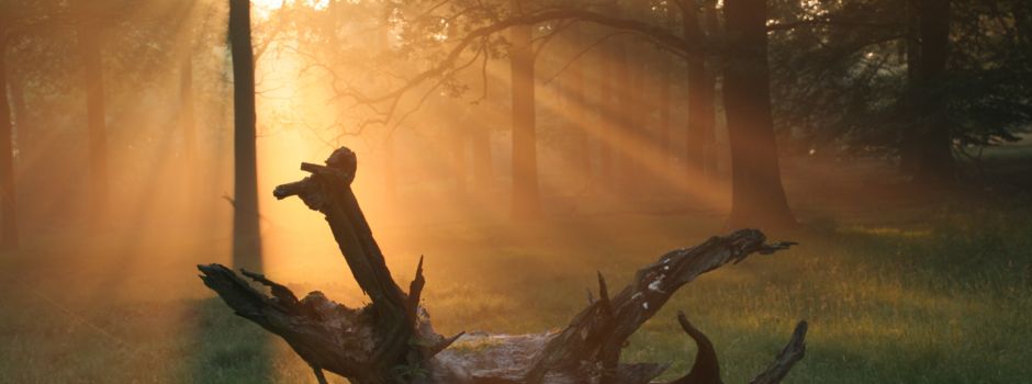 „Die Lüneburger Heide in Zeiten des Klimawandels“