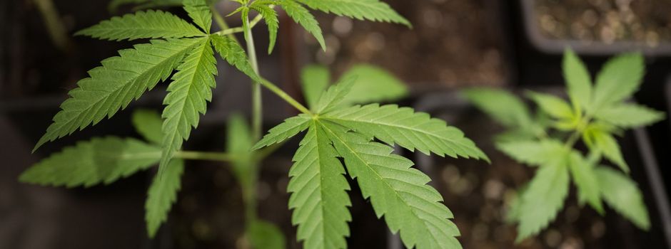Cannabis-Freigabe nimmt nächste Hürde 